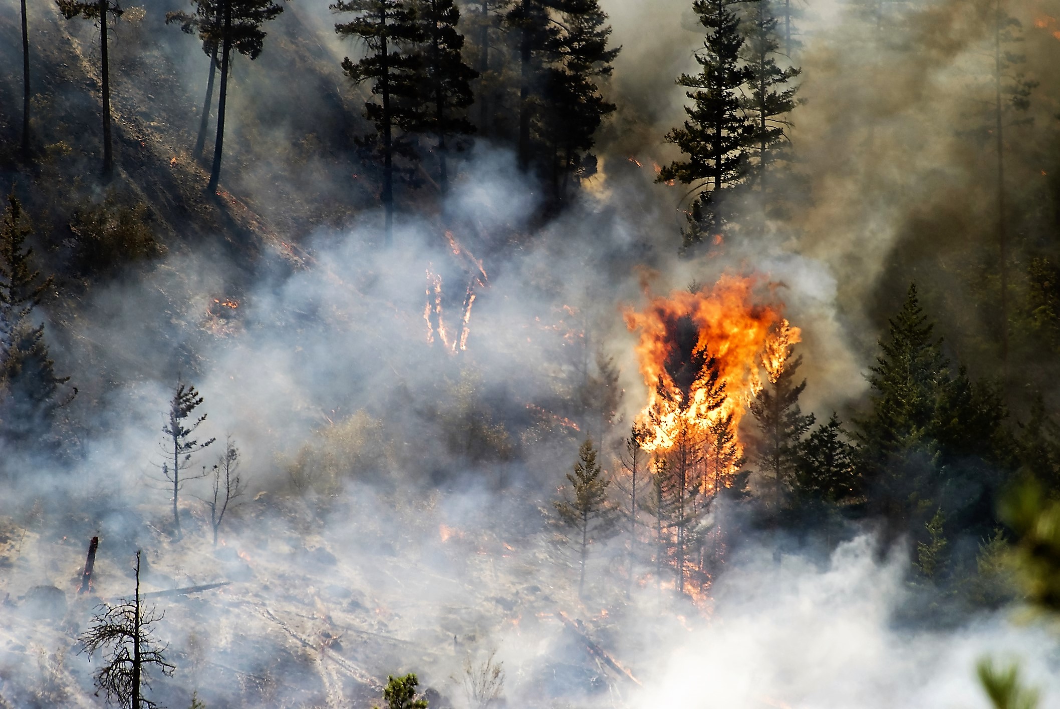 While climate change and human behaviour may spark wildfires in some parts of Canada's boreal forest, NRCan-CFS researcher Martin Girardin's work focuses on an area in Manitoba that is tracking lower than historic levels.